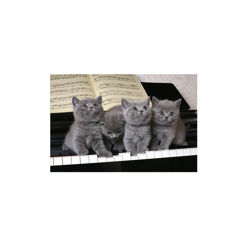Poster 3 chatons sur un piano
