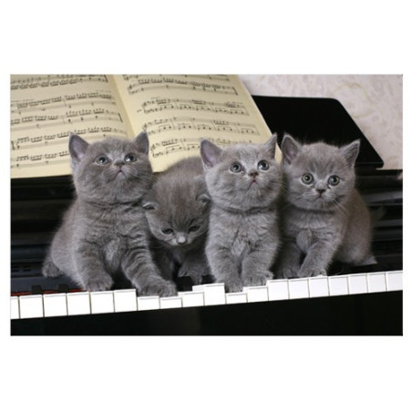 Poster 3 chatons sur un piano