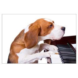 Poster Chien pianiste