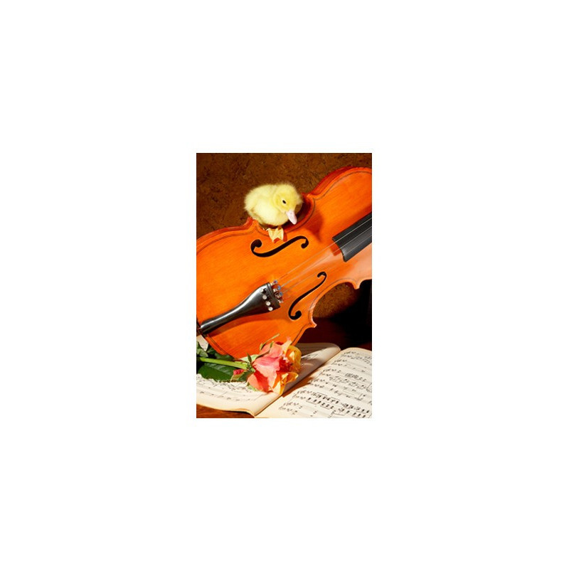 Poster Caneton sur un violon
